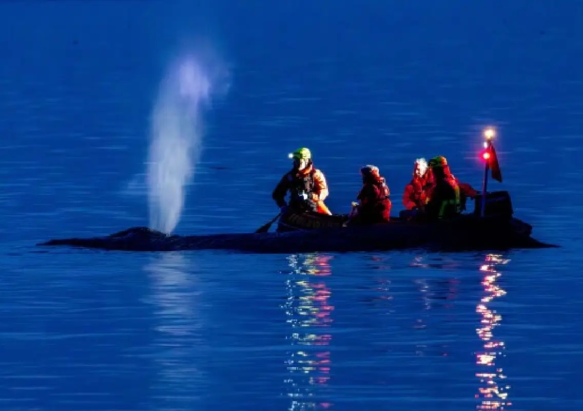 Stranded humpback whale in Baltic faces death risk - News Karnataka