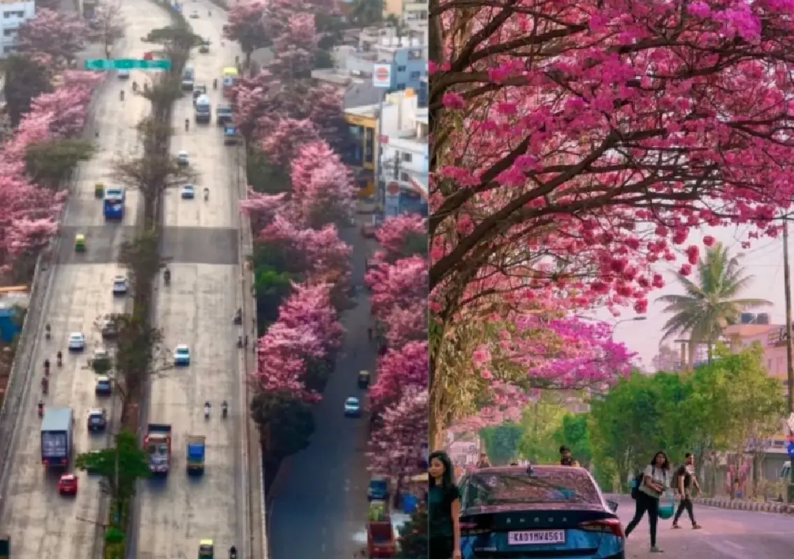 Techie maps 27,000 pink bloom trees across city - News Karnataka