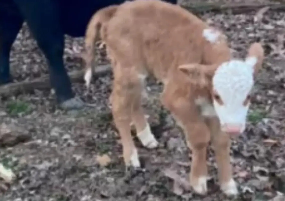 Thermal drone helps reunite calf with mother after storm - News Karnataka