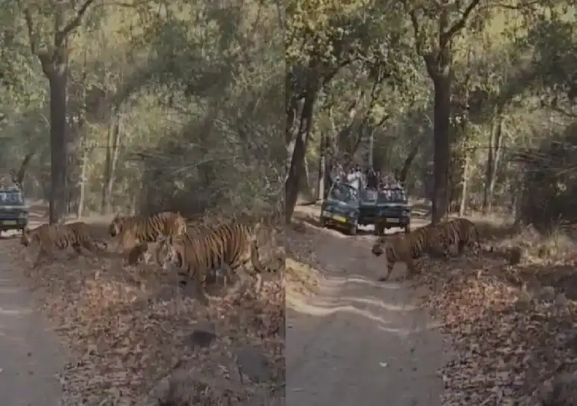 Tigress and five cubs spotted together in Bandhavgarh, video viral: WATCH - News Karnataka