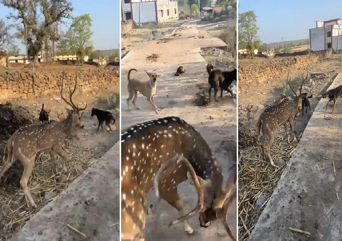 Villagers rescue deer from stray dogs in Madhya Pradesh: WATCH - News Karnataka