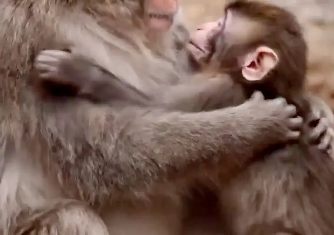 Viral monkey Punch shows why real stories beat AI content - News Karnataka