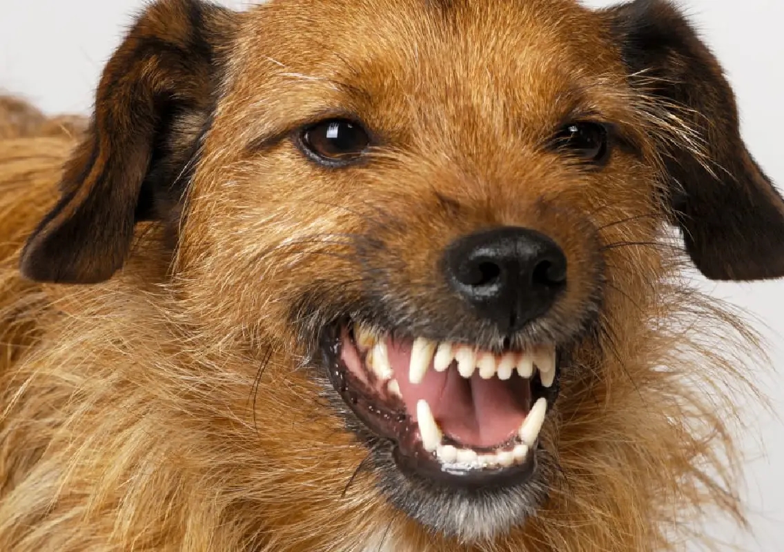 Viral video shows dog attack, owners face backlash - News Karnataka