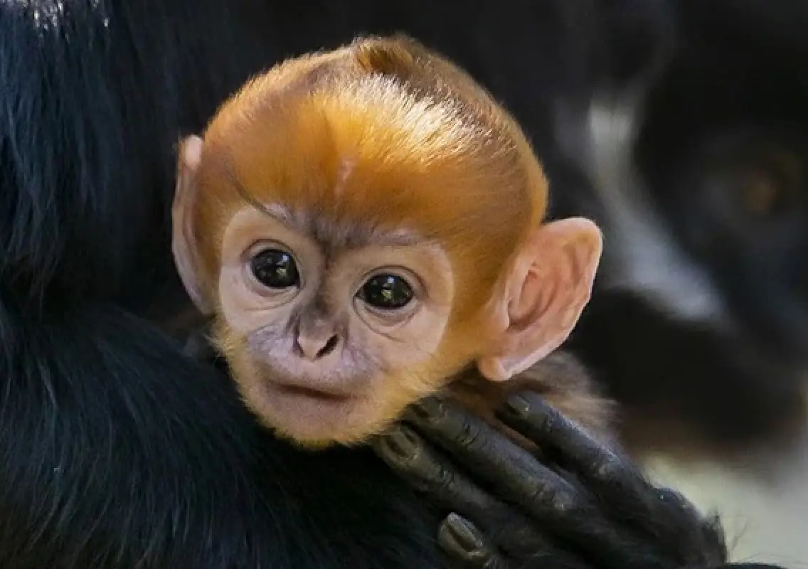Viral zoo monkey sparks talk on endangered primates - News Karnataka