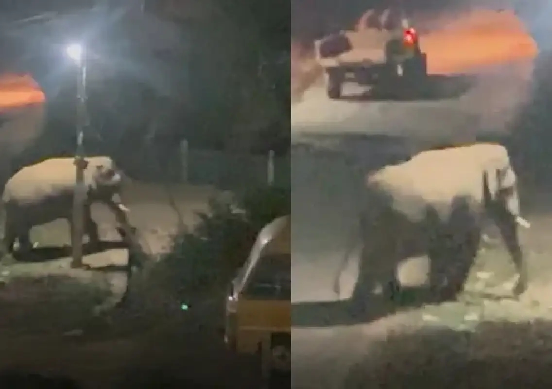 Wild elephant enters village near Anekal, residents spend tense night - News Karnataka