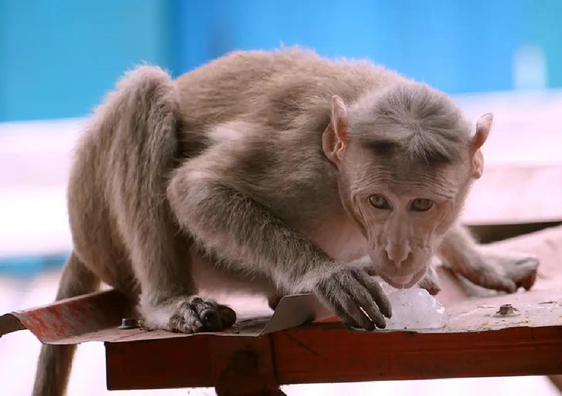 Woman dies after monkey pushes her off rooftop - News Karnataka