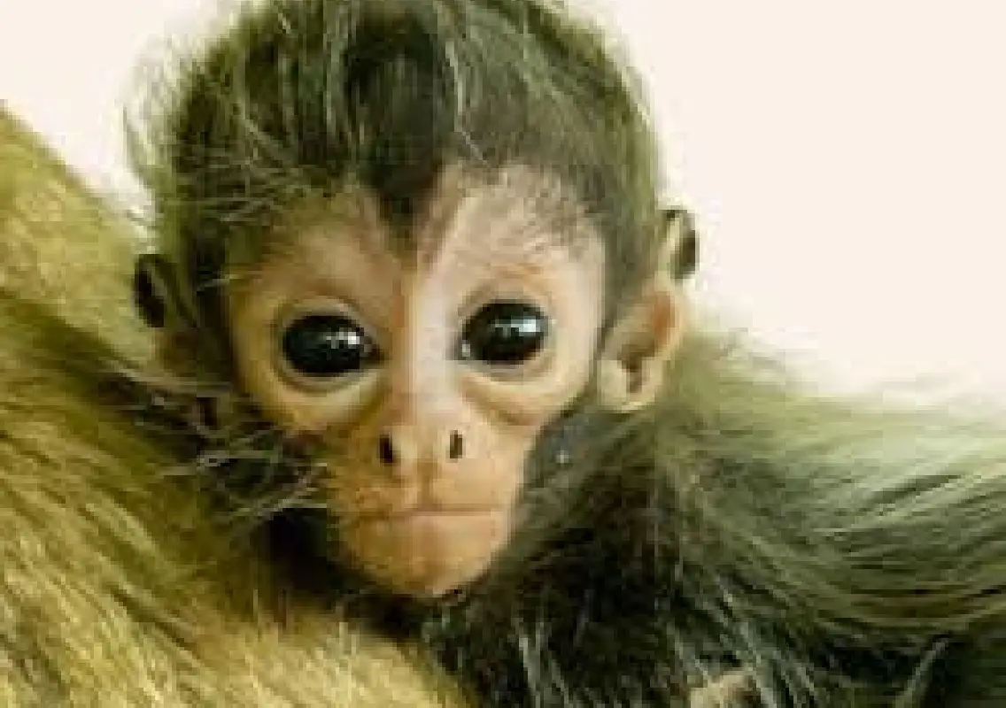Zoo invites public to name newborn spider monkey - News Karnataka
