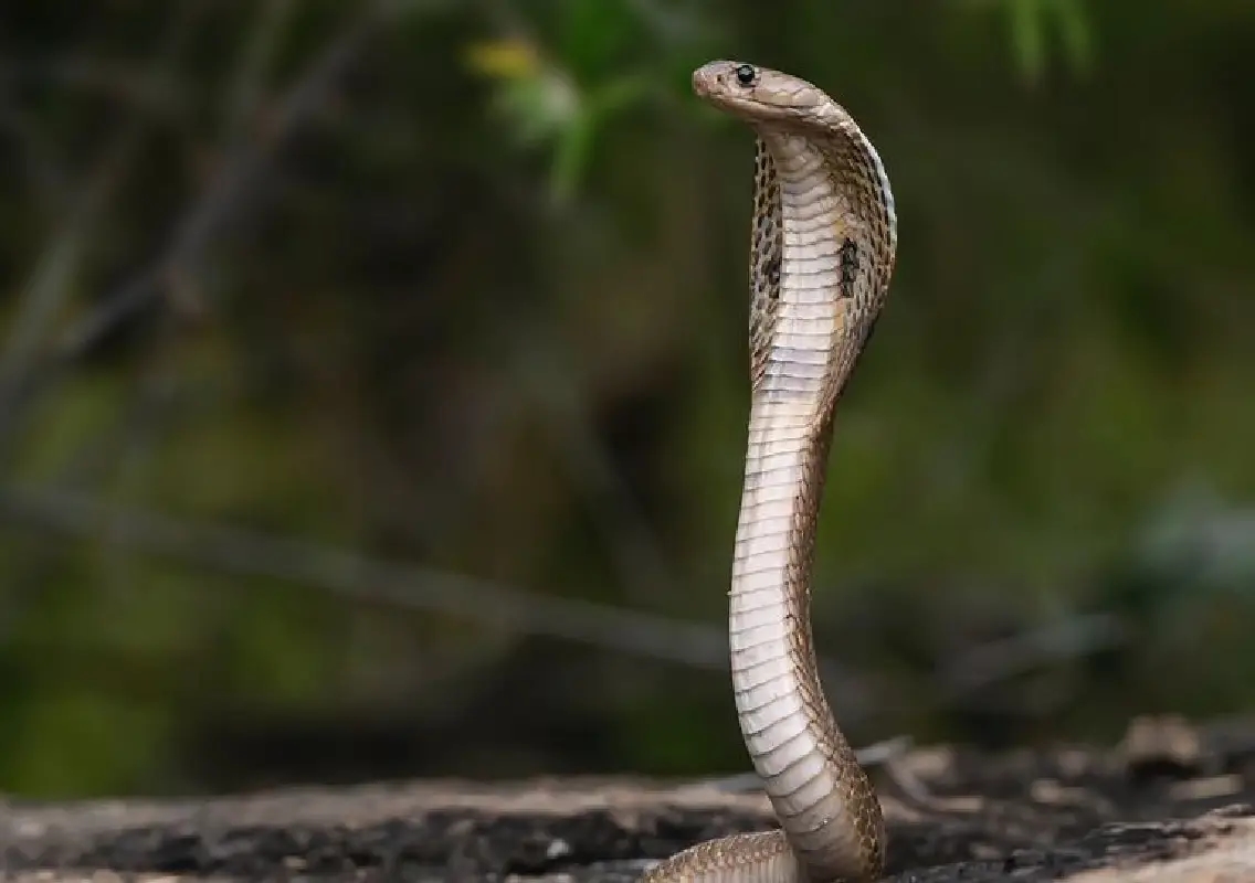 11-year-old boy dies of snakebite, delayed treatment blamed - News Karnataka
