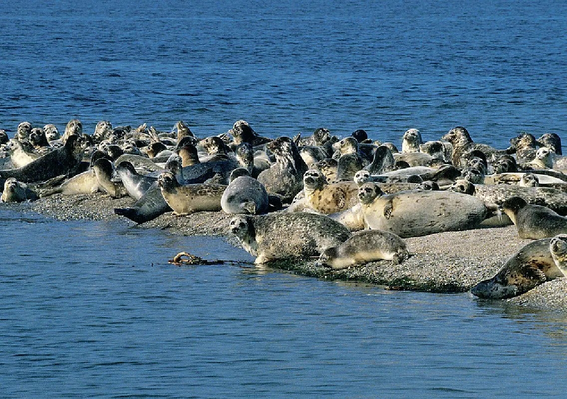 191 dead seals found along Caspian Sea coast in Kazakhstan - News Karnataka