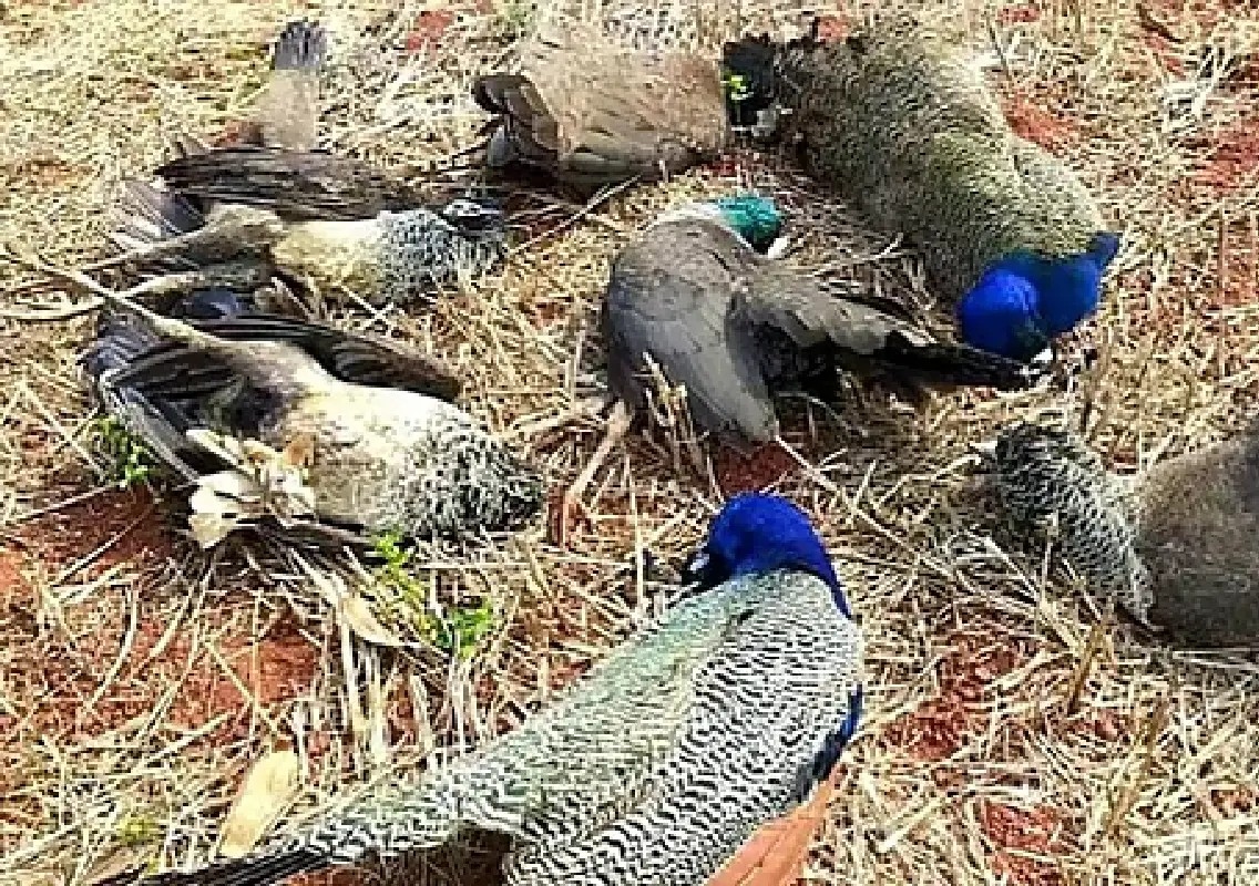 35 peacocks found dead in Tumakuru as heat fears rise - News Karnataka