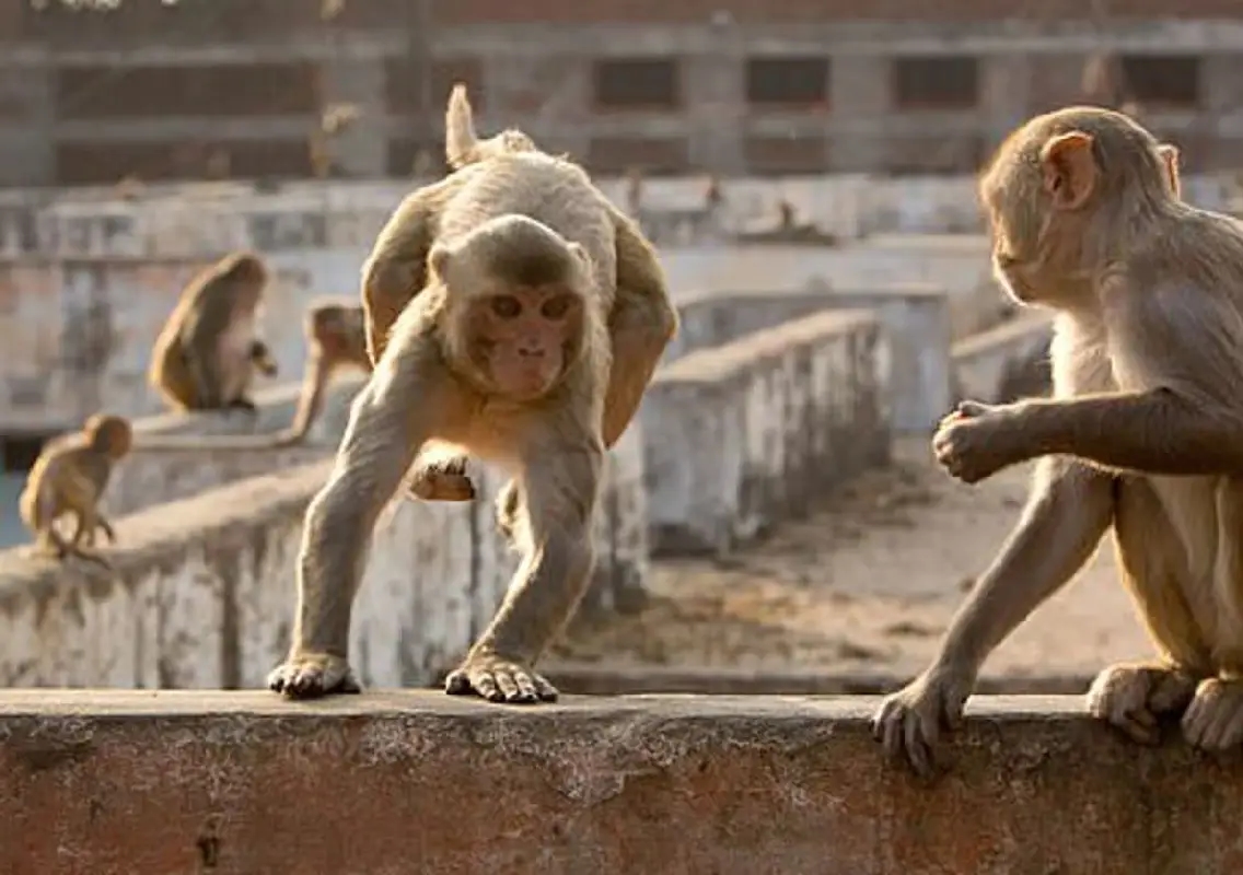 70-year-old man dies after balcony collapses due to monkeys in lane - News Karnataka