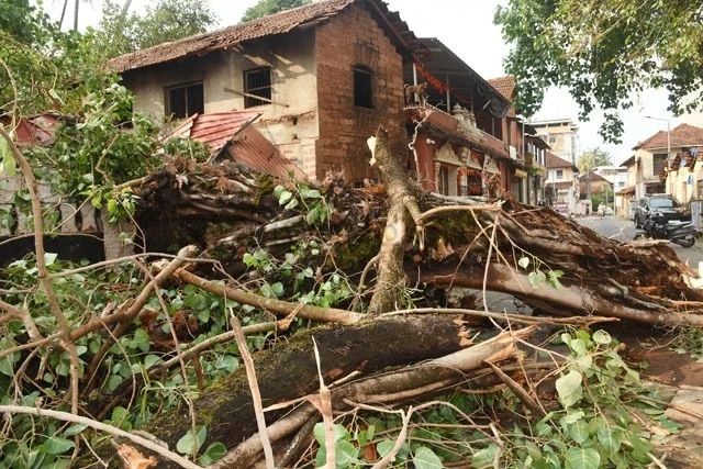 Tree branch collapse damages homes after heavy rain in Mangaluru - News Karnataka