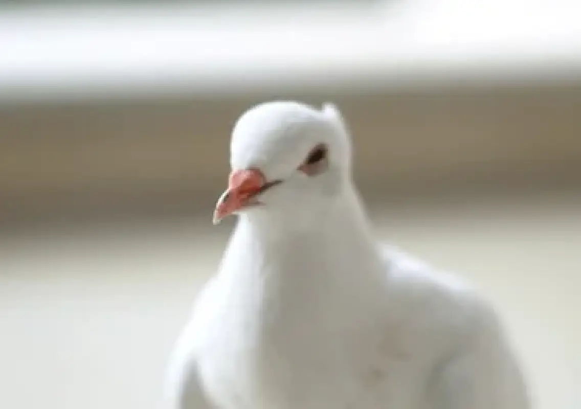 Baby dove’s blinking video delights, reveals hidden purpose - News Karnataka