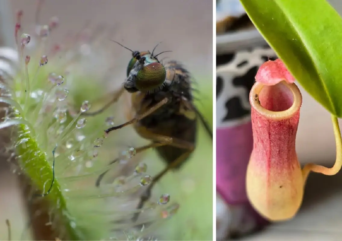 Bengaluru gardeners fall in love with bug-eating plants - News Karnataka