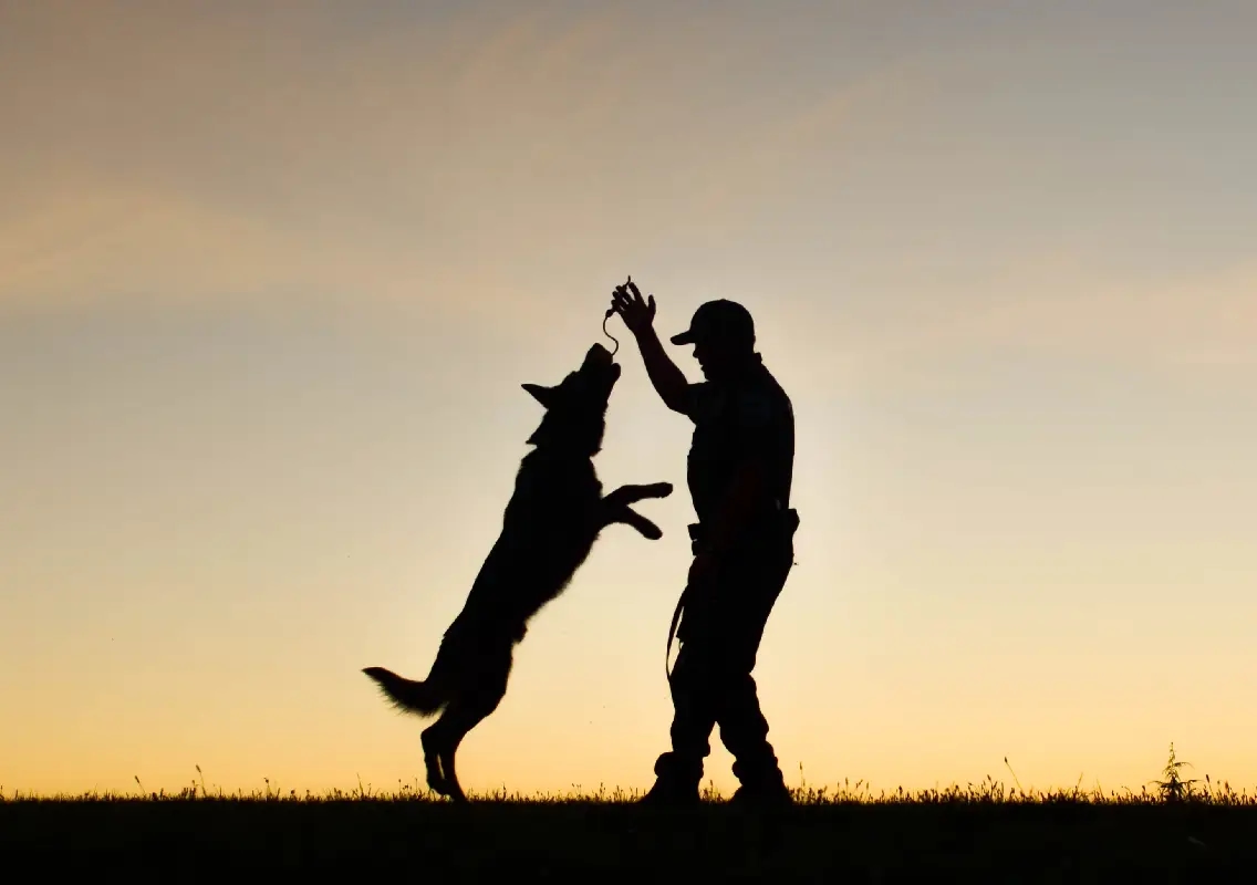 Bengaluru-trained K9 Babi shines as India’s best police dog - News Karnataka