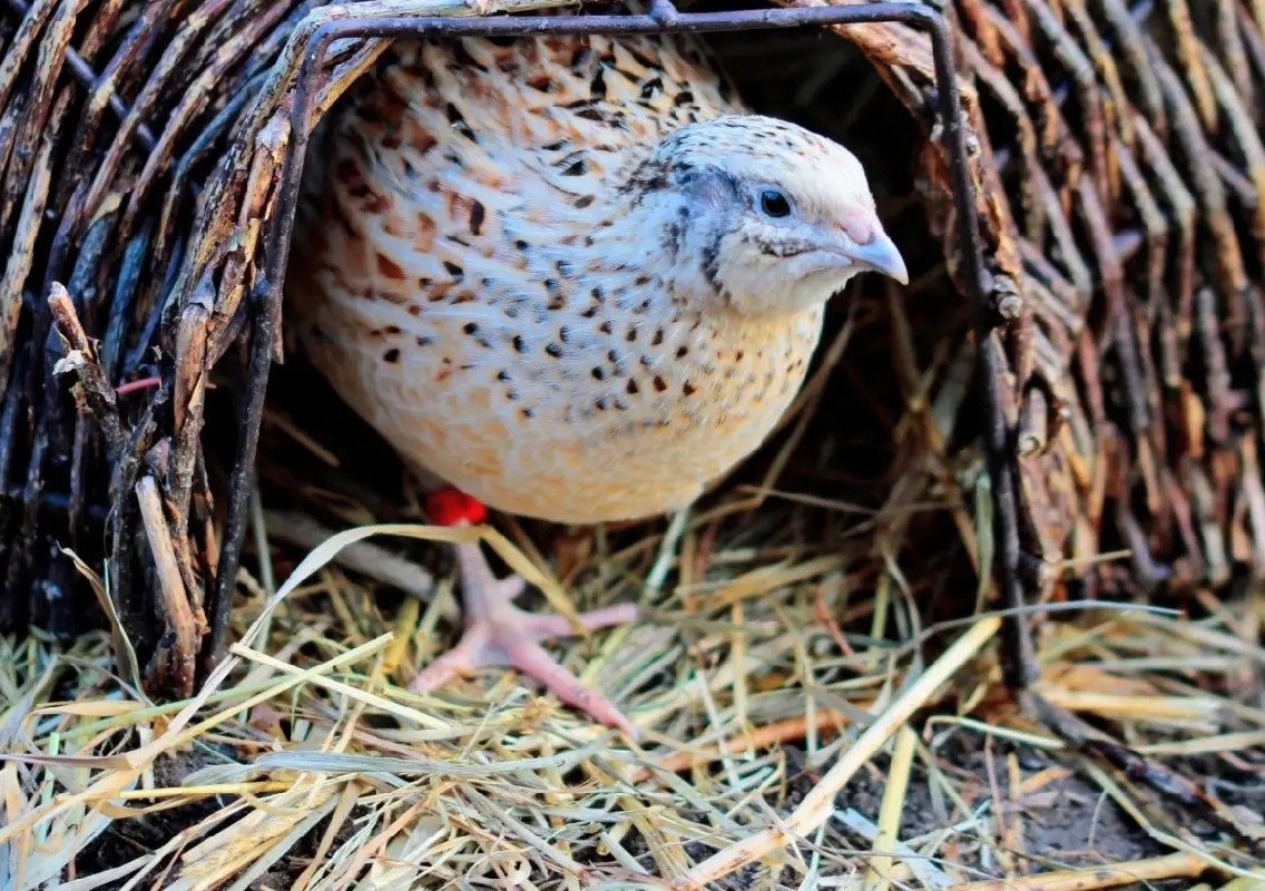 Bigger eggs, shorter life: bird study reveals ageing link - News Karnataka