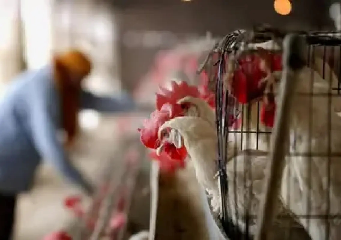 Bird flu alert in Karnataka after H5N1 detected at poultry farm - News Karnataka