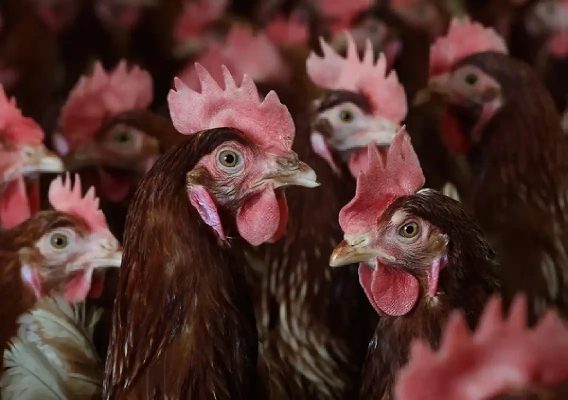 Bird flu detected in Karnataka poultry farm, alert issued - News Karnataka