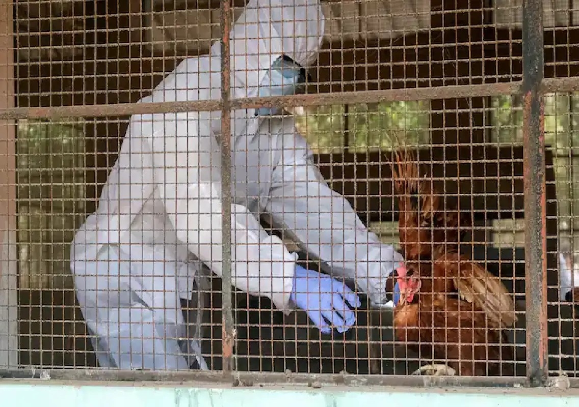 Bird flu outbreak contained near Bengaluru, no human cases - News Karnataka