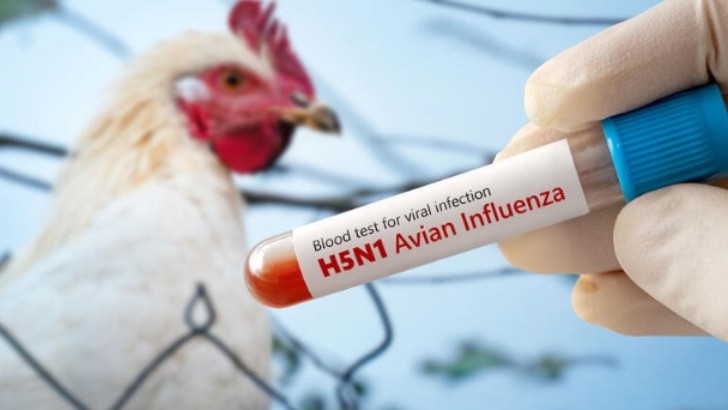 Bird flu outbreak in Bengaluru contained, no human cases found - News Karnataka
