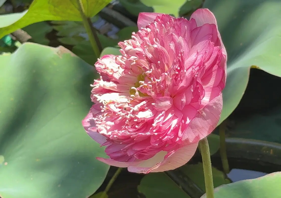 Coastal Karnataka homemaker turns flower passion into business - News Karnataka