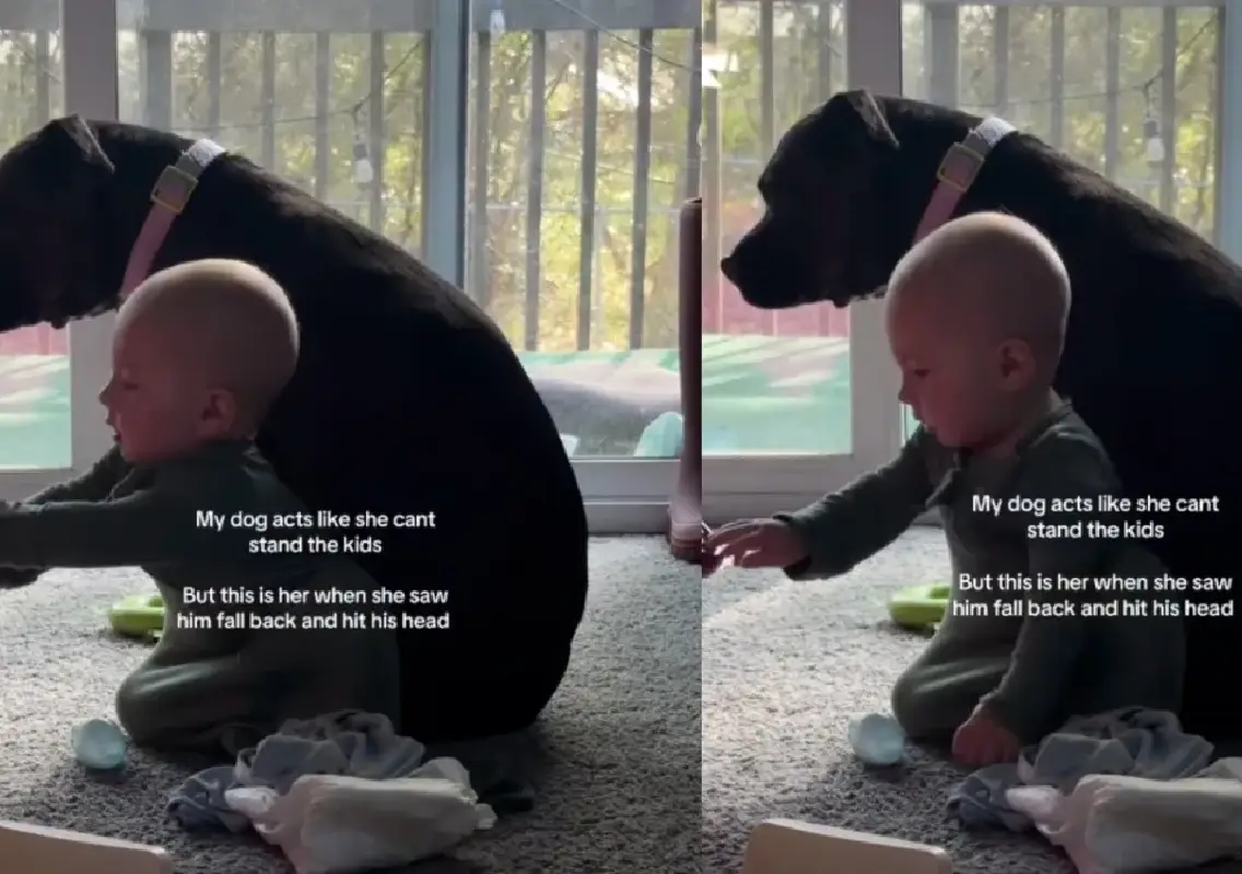 Dog turns gentle guardian for baby in viral moment - News Karnataka