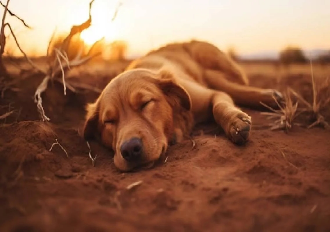 Dog summer care tips to prevent heatstroke - News Karnataka