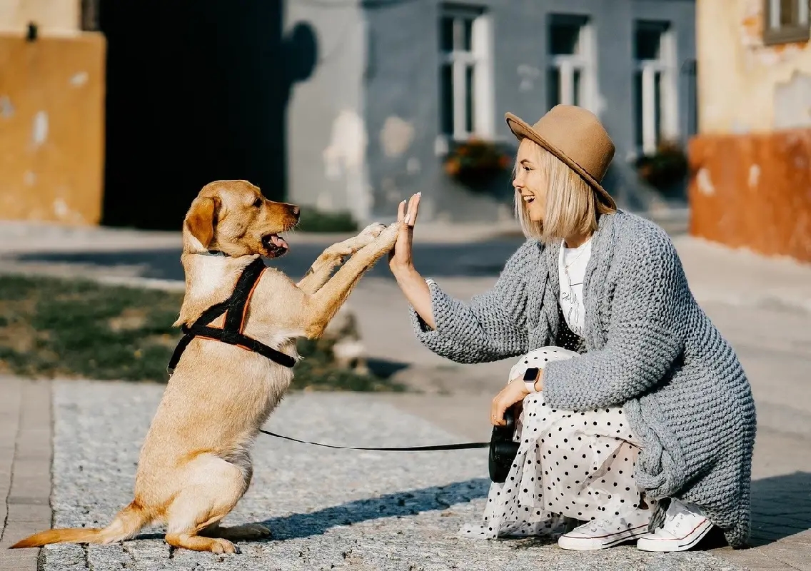 Dog’s quirky ‘help’ during chores wins hearts online - News Karnataka