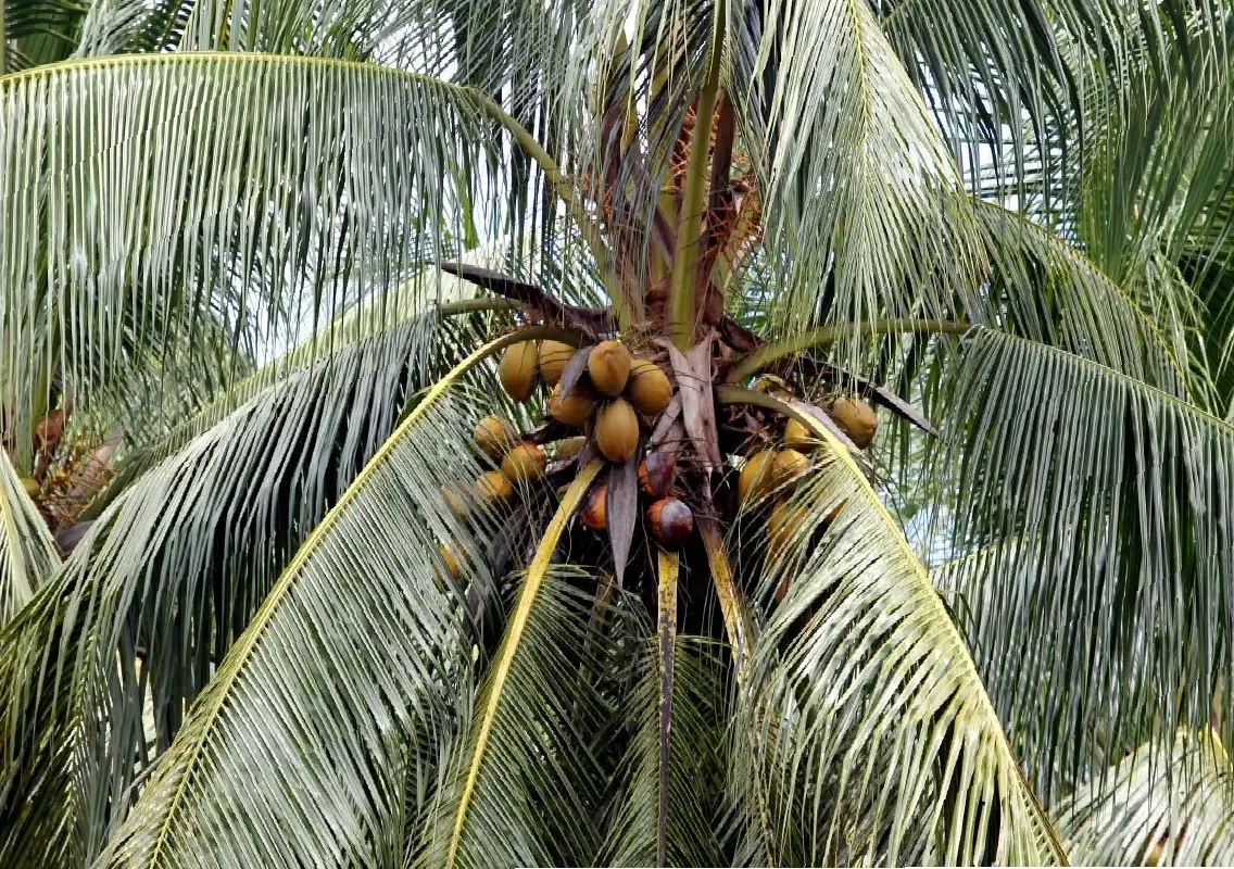 Elderly man killed as coconut tree falls during storm - News Karnataka