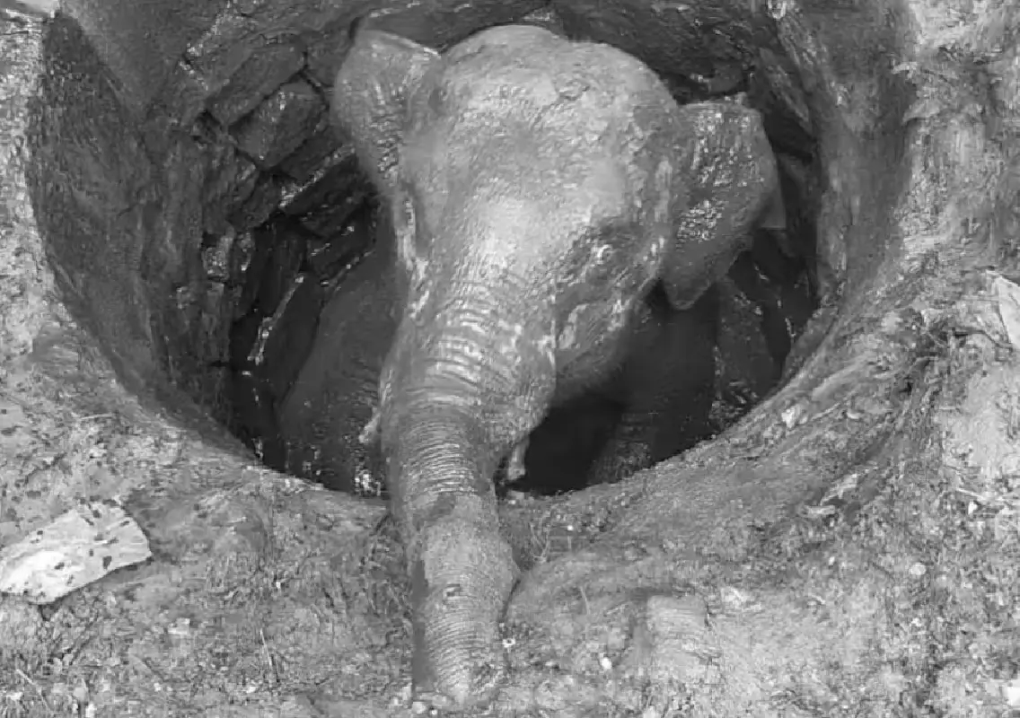 Elephant calf trapped in 20-foot well rescued bid underway - News Karnataka
