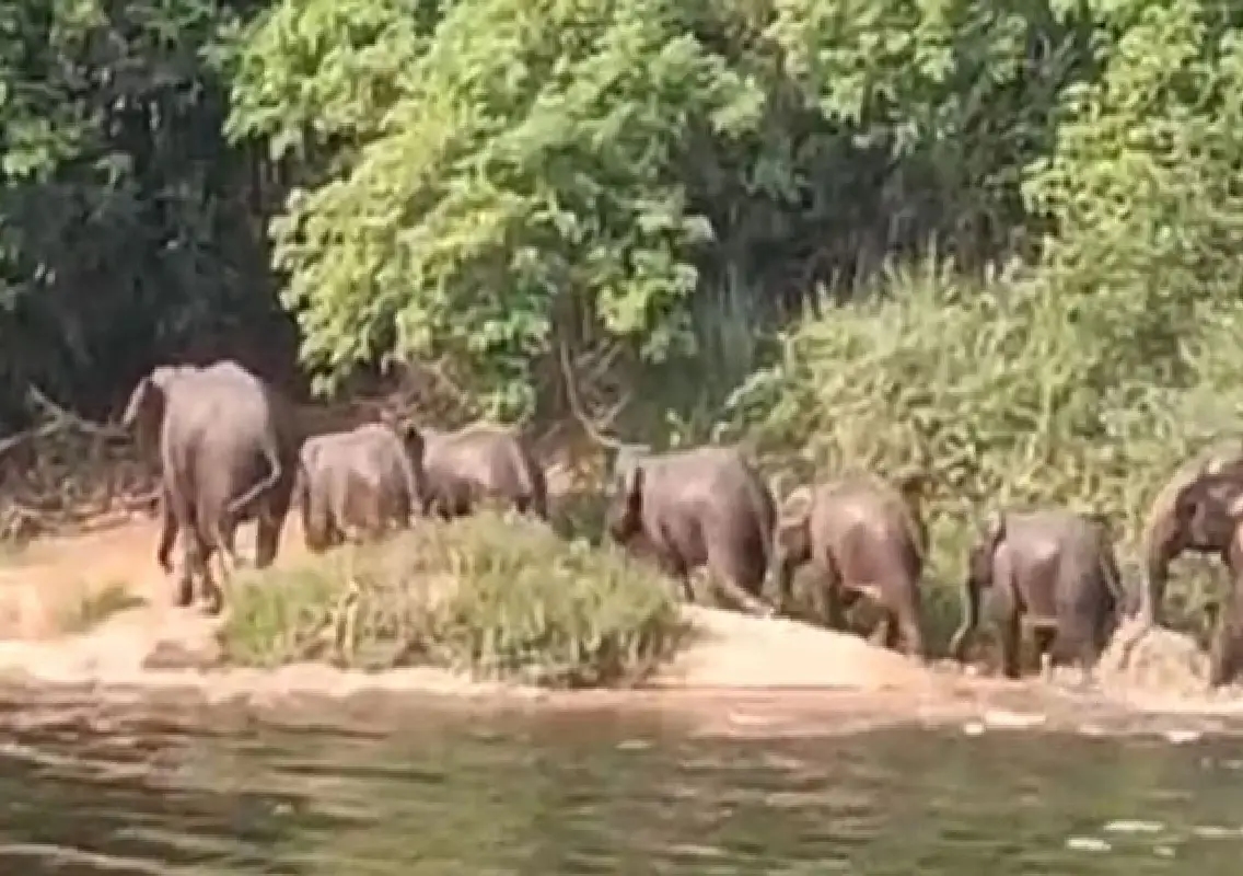 Elephant herd spotted near Kumaradhara river in Kadaba - News Karnataka