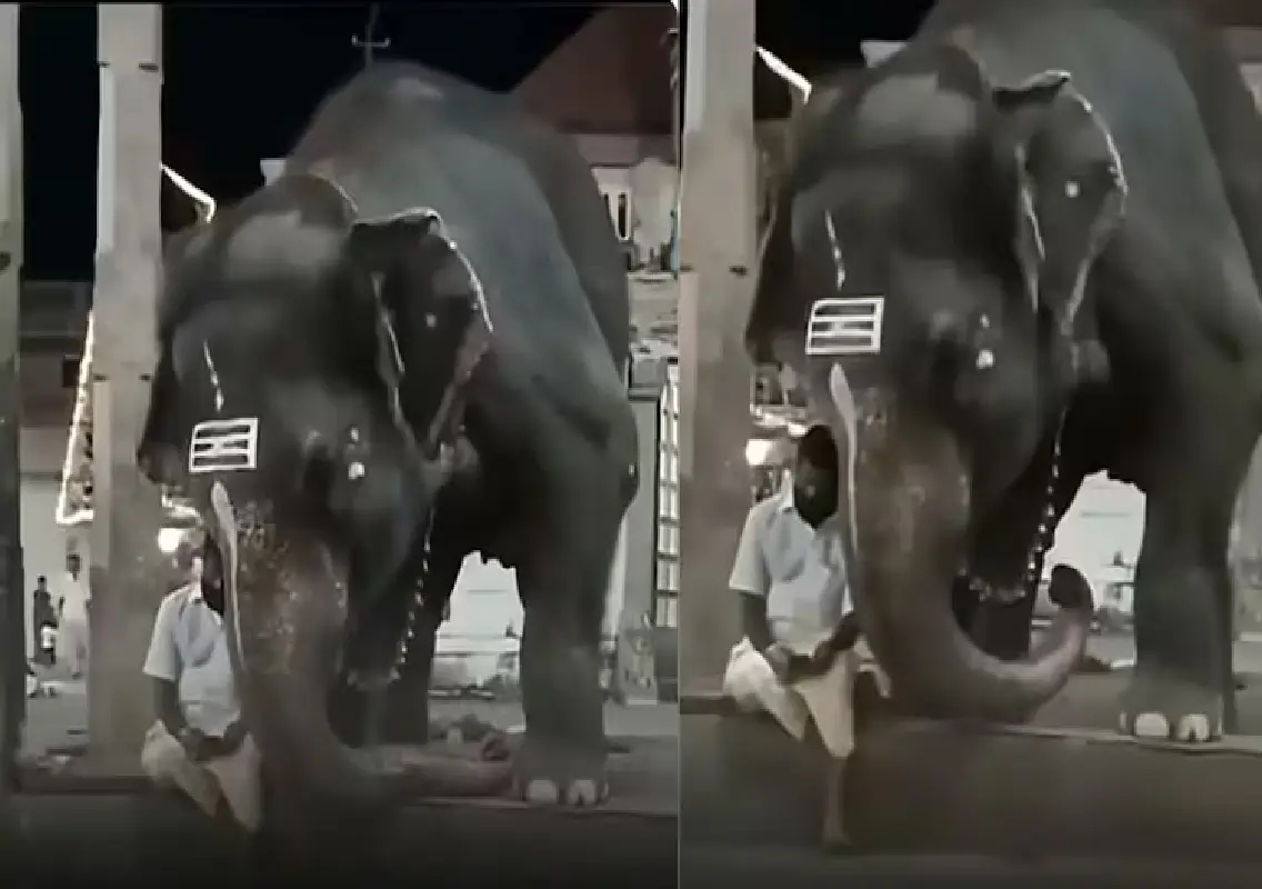 Elephant’s adorable reaction to its own photo goes viral: WATCH - News Karnataka