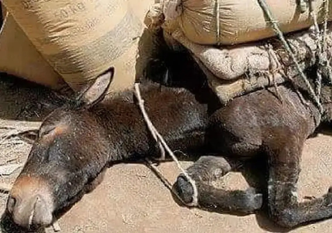 Five donkeys found dead near Raigad Fort, outrage grows - News Karnataka