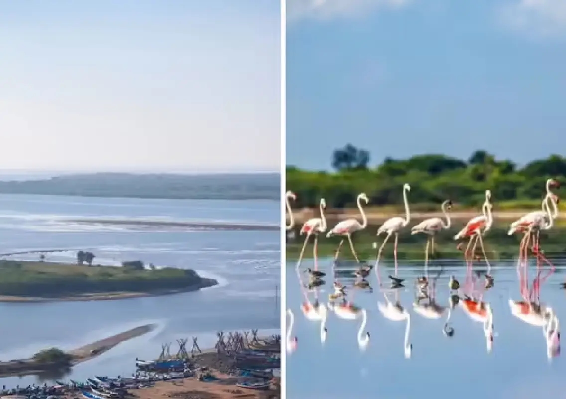 Flamingos turn Pulicat Lake pink, stunning internet - News Karnataka