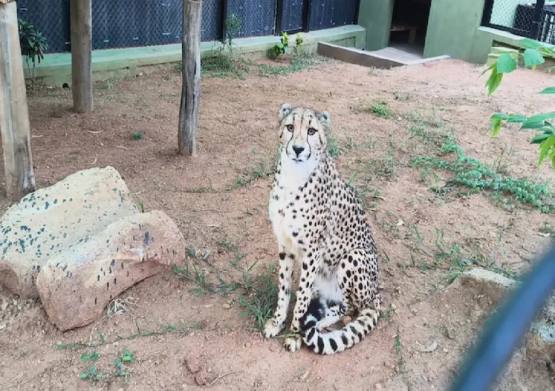 Four cheetahs arrive at Bannerghatta park from South Africa - News Karnataka