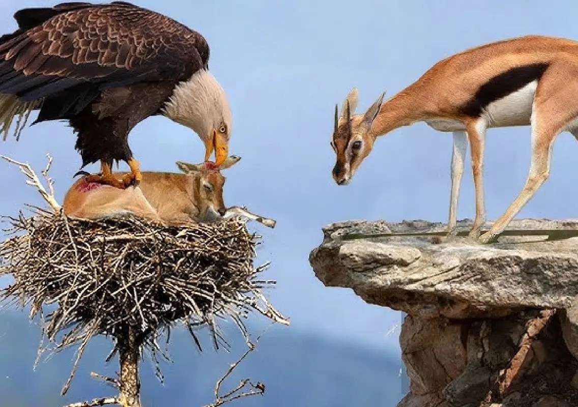 Gazelle mother saves baby with stunning attack on eagle - News Karnataka