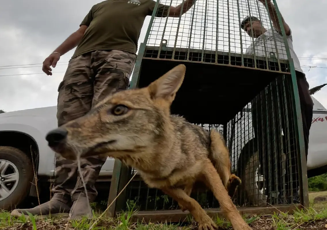 Golden jackal pup rescued near Bengaluru outskirts - News Karnataka