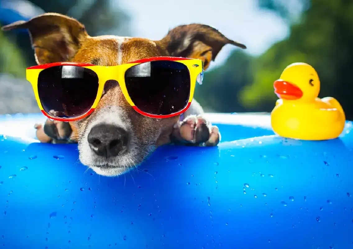 Heatstroke risk rises for pets as summer temperatures soar - News Karnataka
