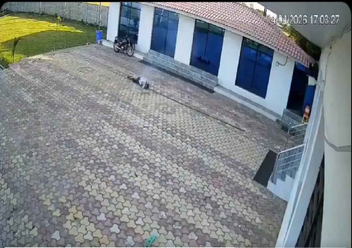 Hotel worker dies after electrocution while chasing monkey: WATCH - News Karnataka