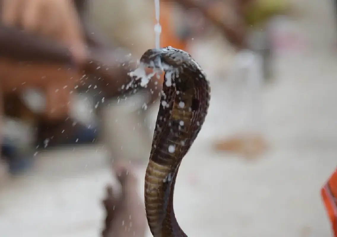 Kerala snakebite deaths rise to seven, two women die - News Karnataka