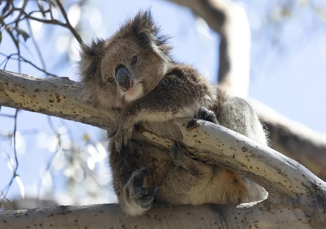 Scientists tackle koala disease and inbreeding crisis - News Karnataka