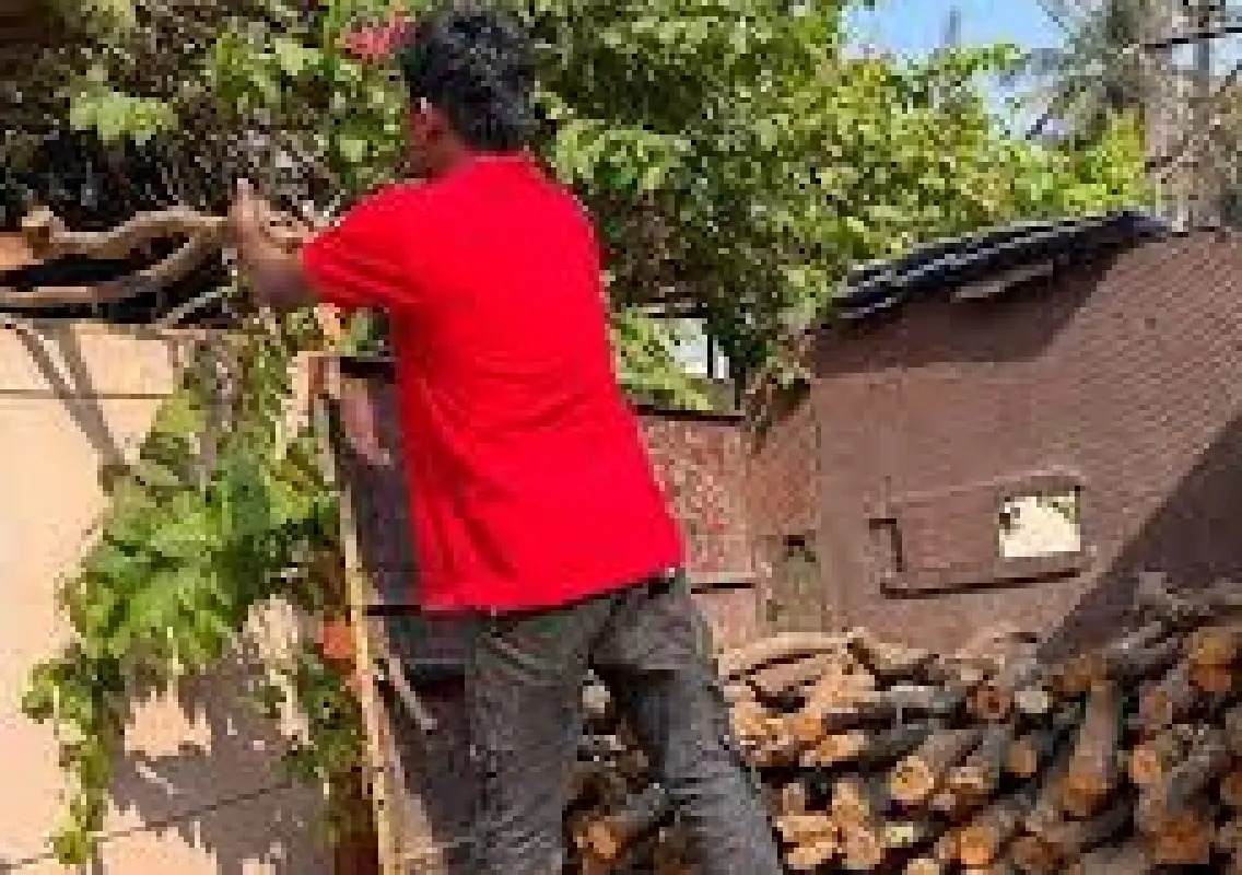 LPG shortage sparks tree cutting fears in Bengaluru - News Karnataka