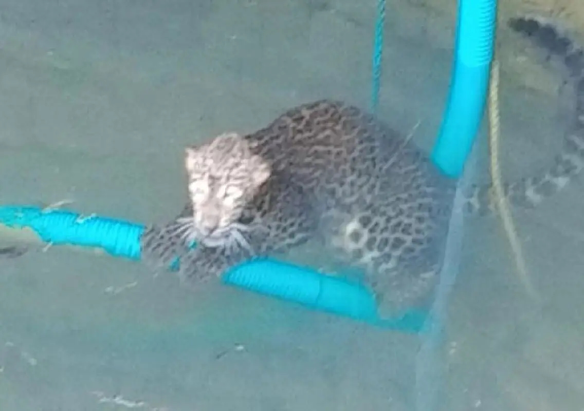 Leopard rescued from well in Karkala village - News Karnataka