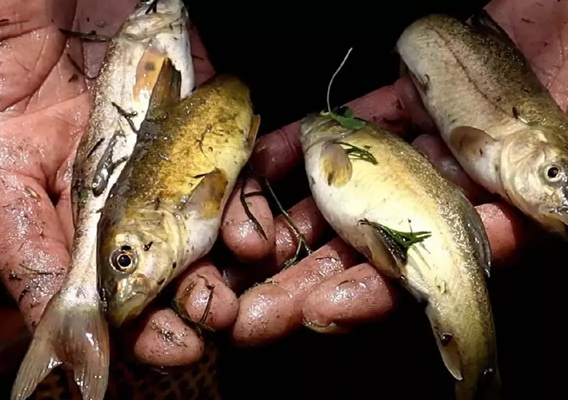 Man dies after live fish gets stuck in throat while fishing - News Karnataka