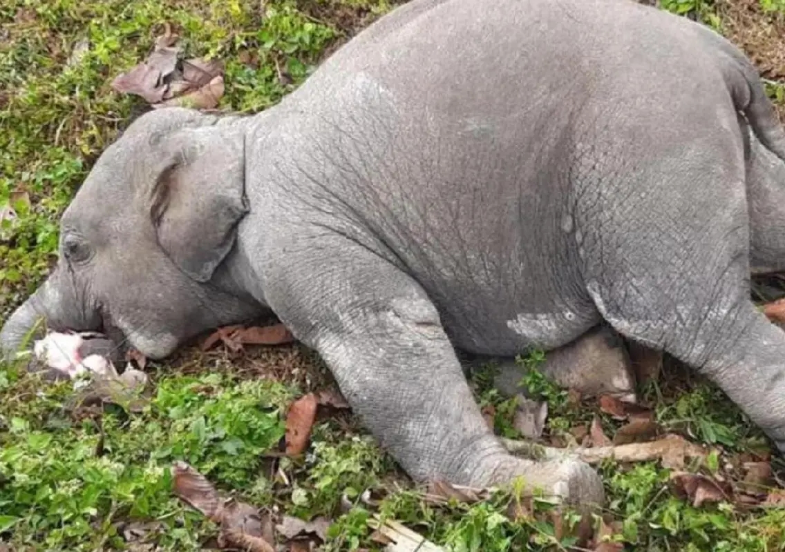 Mother elephant mourning calf moves millions online - News Karnataka
