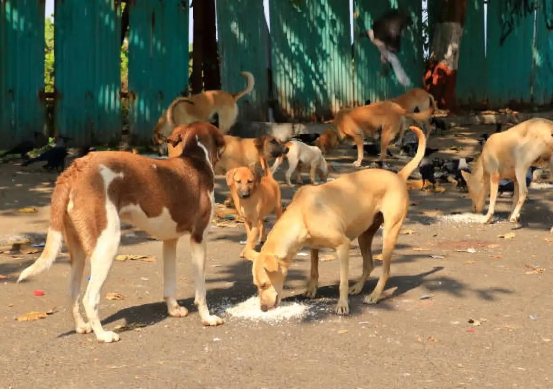 Mysuru ramps up stray dog control amid rising bite cases - News Karnataka