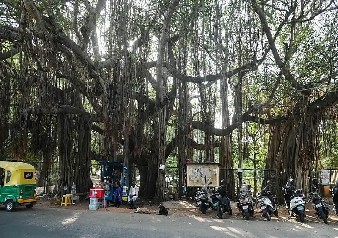 Mysuru underpass plan sparks row over tree felling - News Karnataka