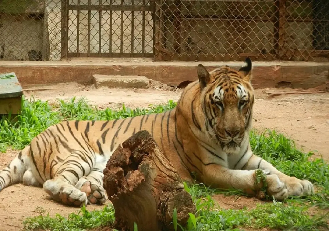 Mysuru zoo tiger Pruthvi dies after illness - News Karnataka