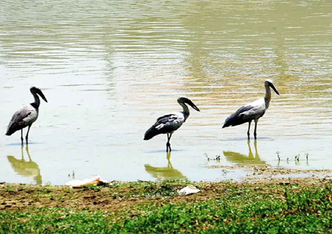 Neglect threatens Bengaluru’s only bird reserve lake - News Karnataka