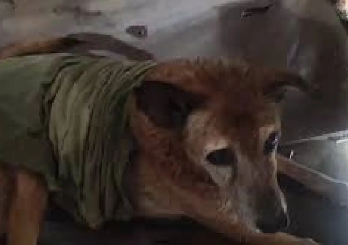 Pet dog dies after being left in locked car in Goa - News Karnataka